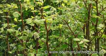 Why Japanese Knotweed is bad and how to get rid of it