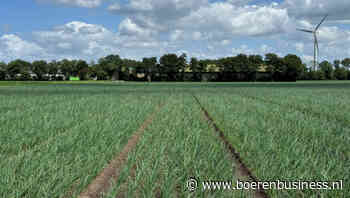 Zaaiuien hebben een groeispurt te pakken