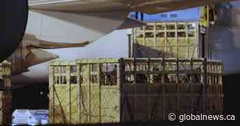 Animal welfare organizations calling on CFIA to immediately halt exporting live horses