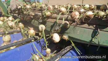 Uienseizoen lijkt eindelijk wat normaler te beginnen