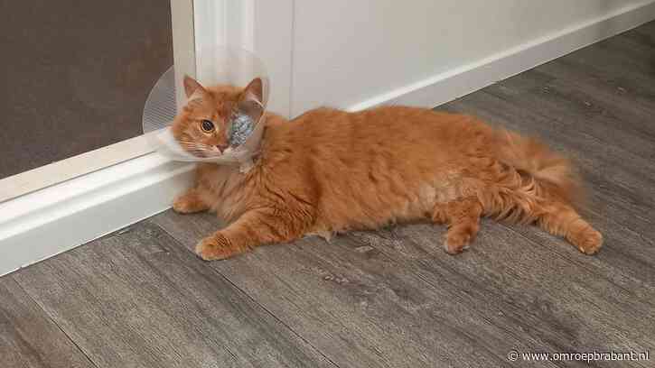 Kat Sonya werd beschoten met een luchtbuks: 'Kogeltje zat achter het oog'