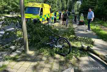 Vallende tak vernielt fiets van 13-jarige: tiener komt met de schrik weg