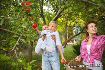 Halle schenkt trouwers en kersverse ouders een boom