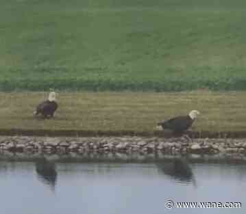LOOK: Pair of bald eagles visit Ossian backyard on Fourth of July