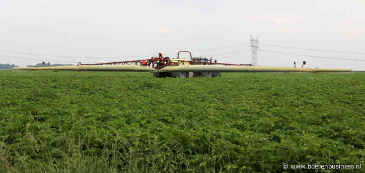 Aardappel vaart wel bij Hollandse zomer