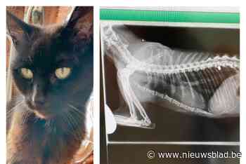 Maité waarschuwt voor dierenhater nadat dierenarts twee loodjes in 15-jarige kater Rambo vindt