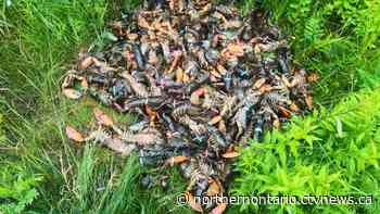 Large pile of lobster dumped on the side of Hwy. 17 in northern Ontario
