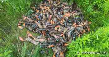 Load of lobsters ditched along northern Ontario highway, police search for answers