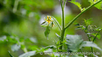 Tomaten schütteln? So imitieren Sie ein Insekt