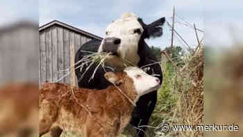 Süßes Kälbchen hat großes Glück: Gemeinsam mit seiner Mama wird es vor dem Schlachthaus gerettet