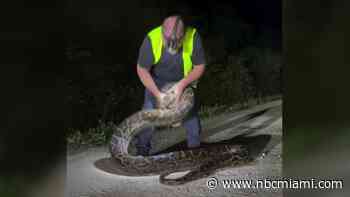 ON VIDEO: Florida trapper catches 17-foot python in the Everglades