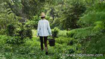 NBC6/Telemundo 51 and City of Miramar host screening of Lessons from the Jungle documentary