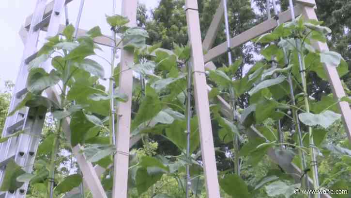 Fort Wayne gardener provides updates on record-holding sunflowers