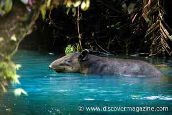 Tapirs: The Ancient Forest Giants You Should Know About