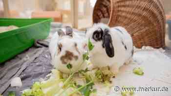 „Unsere beiden Buben“: Kaninchen-Duo sucht neues Zuhause