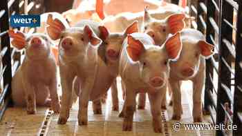 Umbau für mehr Tierwohl – „Muss denn überhaupt alles dauerhaft der Staat finanzieren?“