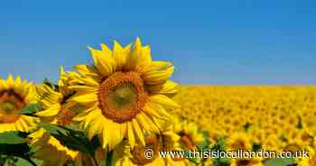 The best sunflower fields near London you can visit