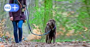 Sieben Dinge, die Sie mit Ihrem Hund in der Region Hannover unternehmen können