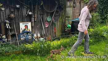 Schmusen, Massieren, Motivieren: So päppelt Ersatz-Mama Carola das Rehkitz Leni auf