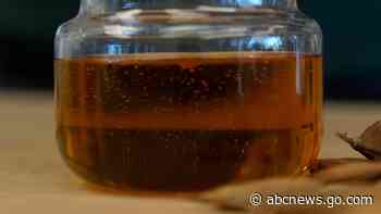 Pongamia trees grow where citrus once flourished, offering renewable energy and plant-based protein