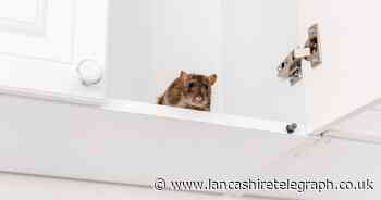 How to stop rats and mice getting into your home from £2.09