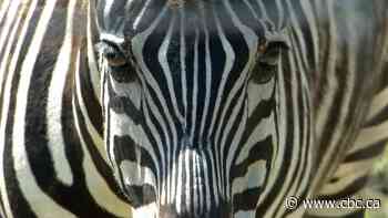 A good break-up? Seized zebras settle into new homes in 2 provinces after turf war