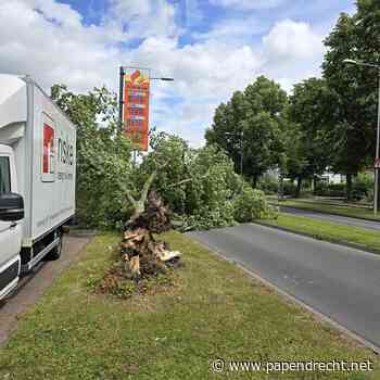 Boom omgevallen op Veerweg, verkeer moet omrijden