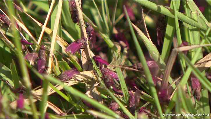 Dronten - Uniek bedrijf produceert miljarden onvruchtbare vliegjes