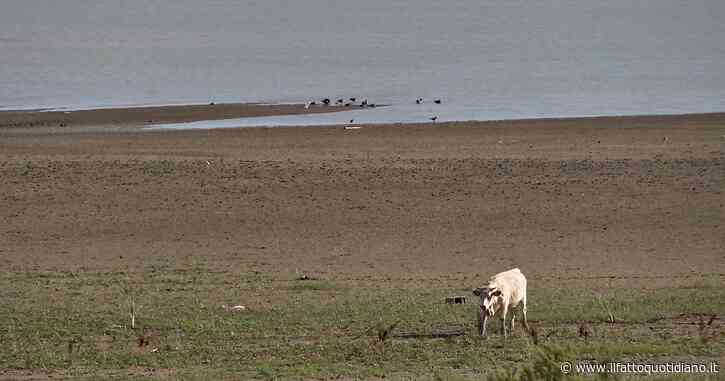 Allarme siccità in Sicilia, il lago Rubino è dimezzato rispetto al 2023: le immagini del drone