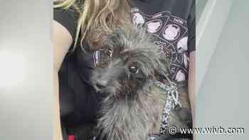 Duchess is 'the sweetest' and up for adoption