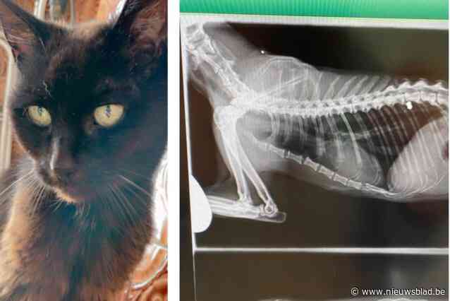 Kater Rambo tot twee keer toe geraakt met loodjesgeweer, baasje waarschuwt voor kattenhater: “We schrokken toch serieus van de röntgenfoto’s”