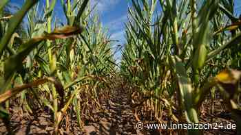 Von Österreich nach Bayern geflüchtet – Jugendlicher (16) fährt Auto in Maisfeld