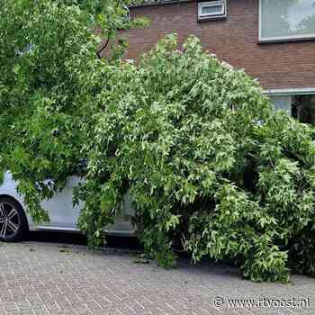 Vrouw ernstig gewond door afbrekende boomtak
