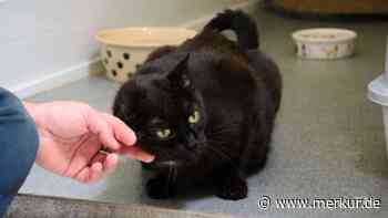 „Gekuschelt wird, wann Diva will“: Einzelgängerin sucht Zuhause