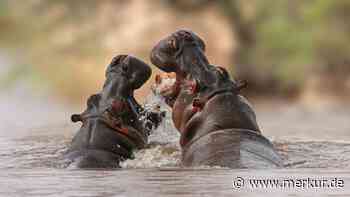 Nilpferde können fliegen – wie eine neue Studie jetzt bestätigt