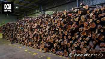 Synonymous with high-end perfume and other luxuries, Australia's sandalwood industry is on its last legs