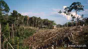 Die EU will die Wälder schützen und versetzt damit die Schweizer Schokoladeindustrie in Aufruhr