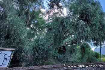 Felle wind doet boom op spoor vallen