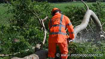 112-nieuws: boom valt op weg in Breda • vrouw valt uit rijdende auto