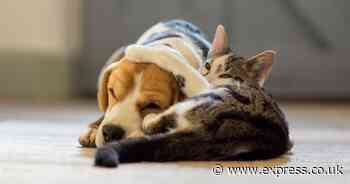 Pet insurance warning - five things you need to know about cover