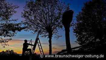 Ist der Baumschnitt in Wolfenbüttel zur Sommerzeit erlaubt?