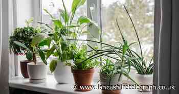 Here are the 5 best houseplants that will help you sleep