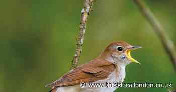 Wild Things: Birding secrets revealed