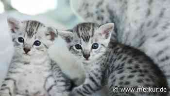 Bei ihnen verblassen Mäuse vor Neid: zehn Katzenrassen im grauen Pelzmantel