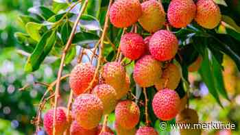 Litschis: Von der Supermarktfrucht zur heimischen Kübelpflanze