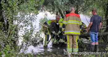 Konikpaard moet worden ingeslapen na beknelling tussen boom