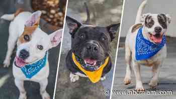 Busting 4 pet adoption myths as South Florida animal shelters face overcrowding