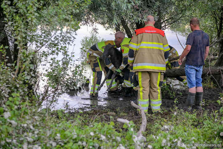 Konikpaard moet worden ingeslapen na beknelling tussen boom