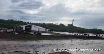 Keep an eye out for post-flood cattle health problems