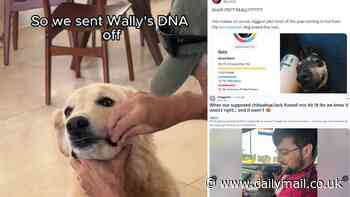 DNA dog tests backfire! Owners are shocked to find their pedigree pooches are not what they seem - so do the £140 home test kits actually work?